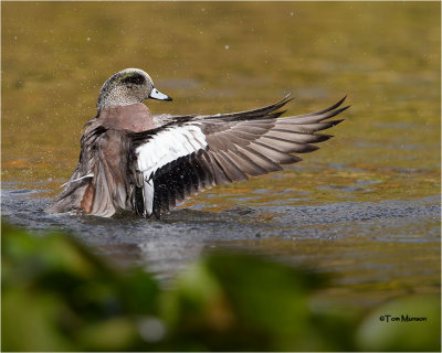 Amereican Wigeon 