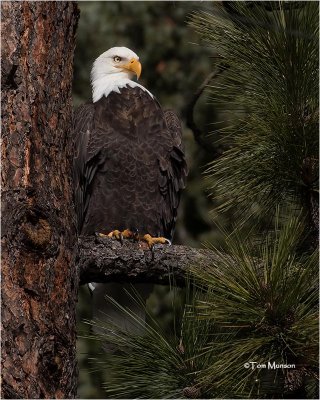  Bald Eagle 