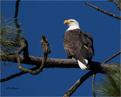  Bald Eagle 