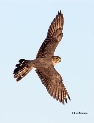  Merlin 