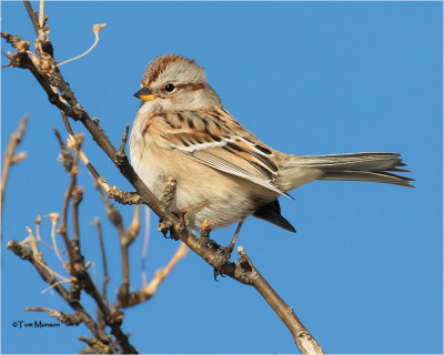 American Tree  Sparrow