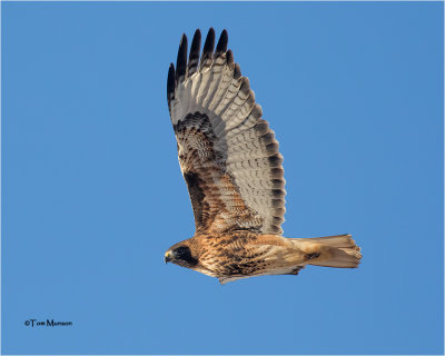  Red-tailed Hawk 