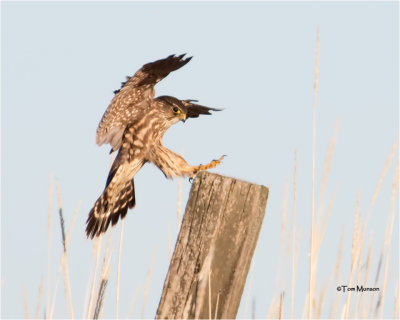  Merlin  ( big crop )