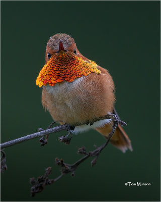 Rufous Hummingbird