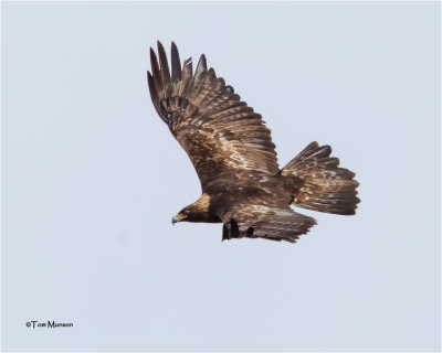  Golden Eagle 