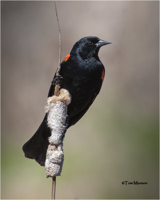 Red-winged Blackbird   (male)