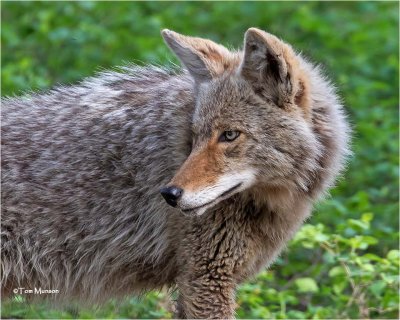 Coyote
