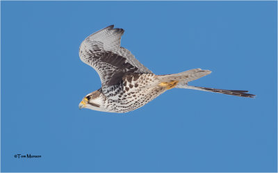  Prairie Falcon 