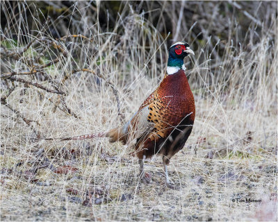  Ring-necked Pheasant 