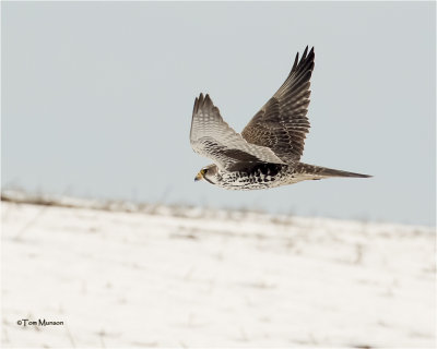  Prairie Falcon 