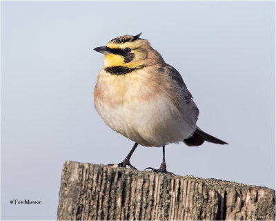  Horned Lark 