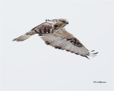  Rough-legged Hawk  (Note the wing Tag)