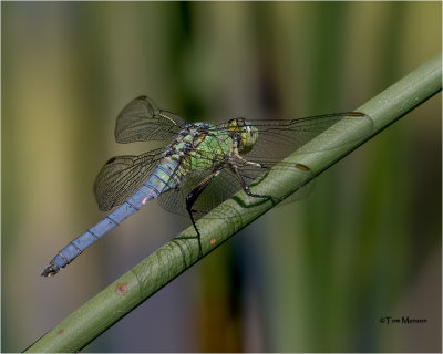  Common Green Darner 