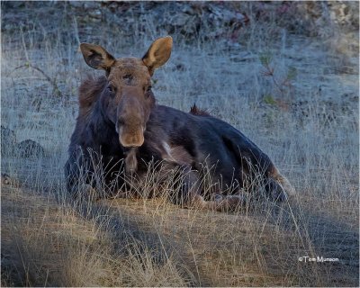  Moose 