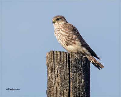 merlin