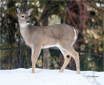  White-tailed Deer 