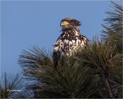  Bald Eagle (2 year old)