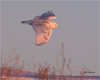  Snowy Owl (last  light of the day)