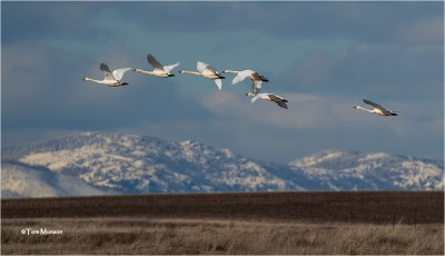  Tundra Swans 