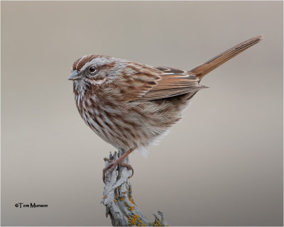  Song Sparrow 