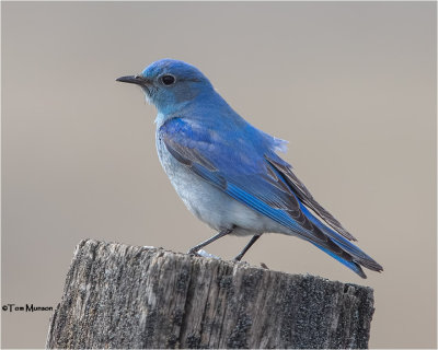  Mountain Bluebird  (male)