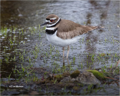  Killdeer 