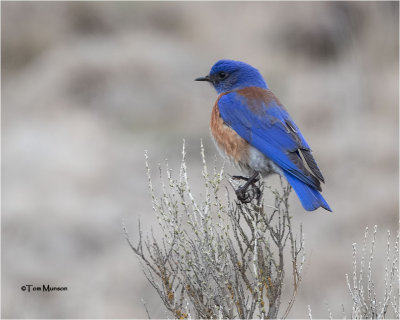  Western Bluebird (big Crop)