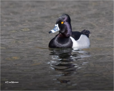  Ring-necked Duck 