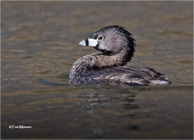  Pied-billed Grebe 