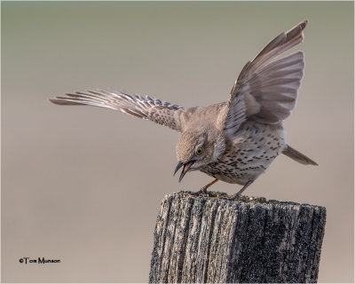  Sage Thrasher (Displaying)