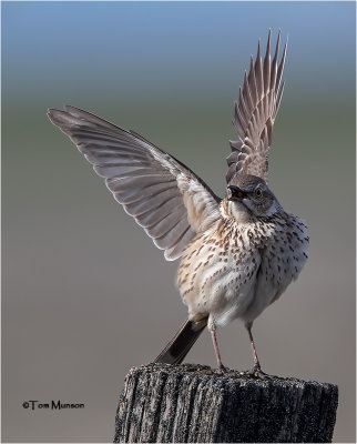 Sage Thrasher
