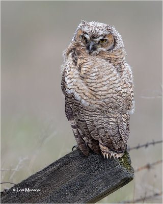  Great Horned Owl 