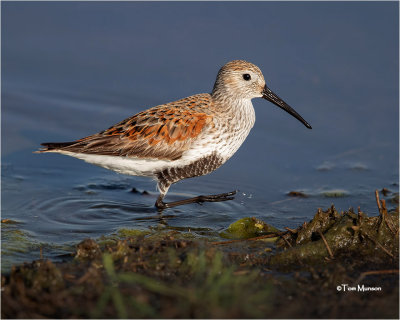 Dunlin