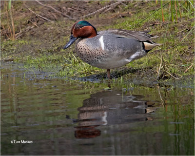  Green-winged Teal
