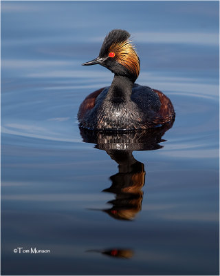 Eared_Grebe