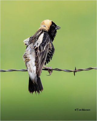  Bobolink 