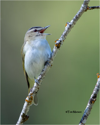  Red-eyed Vireo 