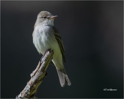  Willow Flycatcher 