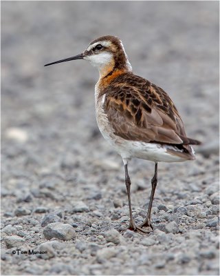 Wilson's Phalarope