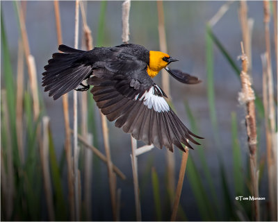  Yellow-headed Blackbird 