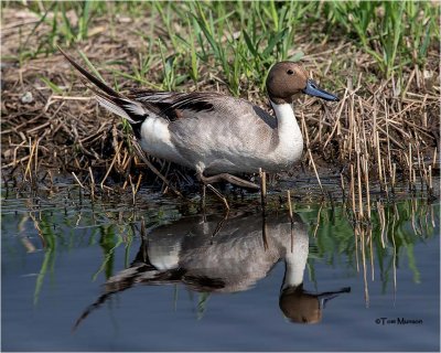  Northern Pintail 