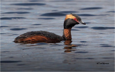 Horned Grebe