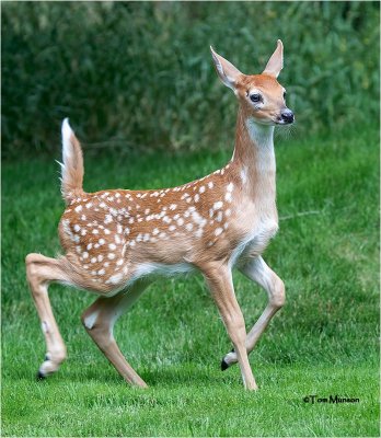  Fawn 