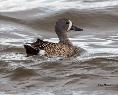  Blue-winged Teal