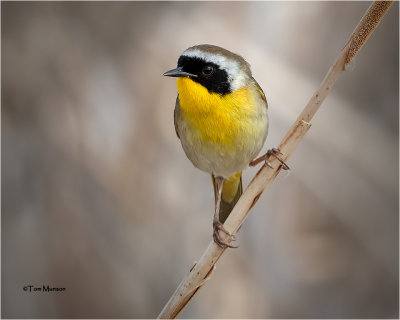  Common Yellowthroat 