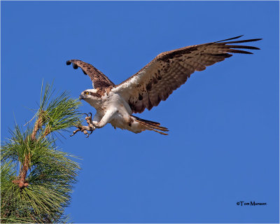  Osprey 