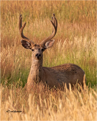  Mule Deer