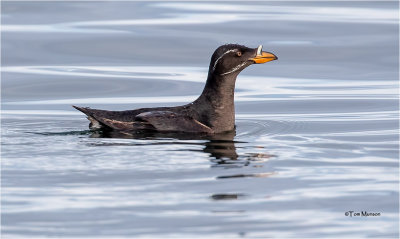  Rhinoceros  Auklet 