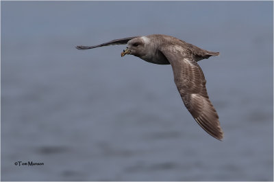 Northern Fulmar