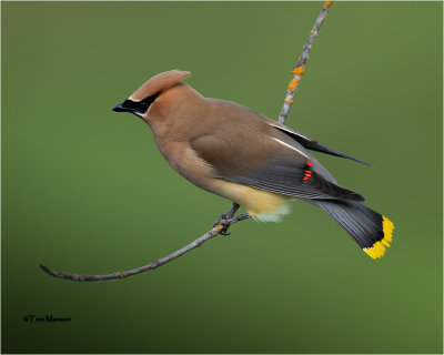 Cedar Waxwing